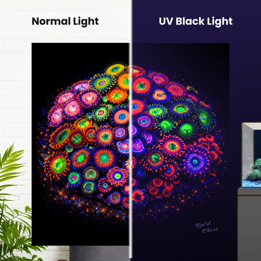 Zoanthid Coral Garden