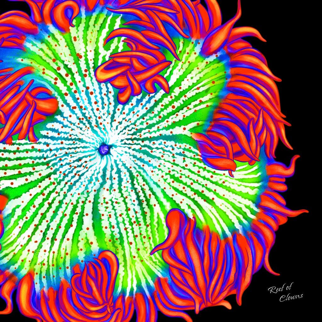 Red Rockflower Anemone