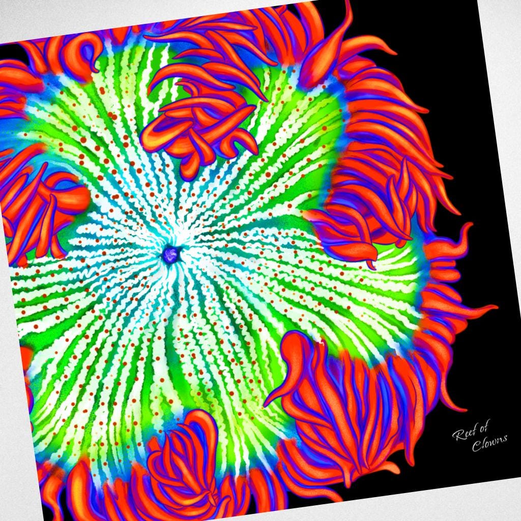 Red Rockflower Anemone