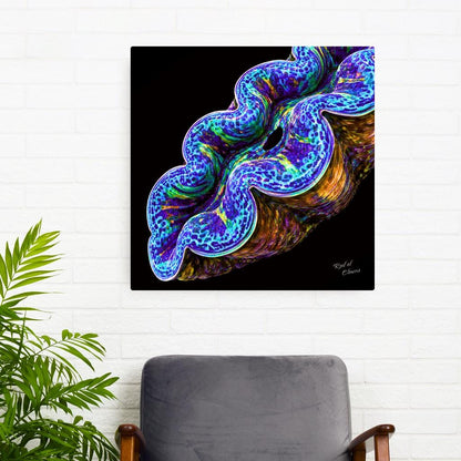 Crocea Clam
