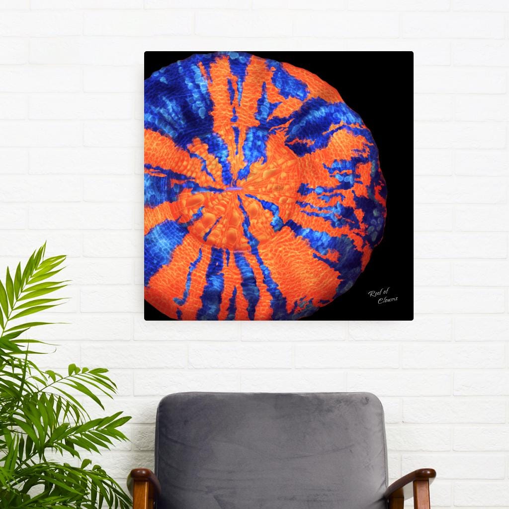 War Paint Scoly Coral