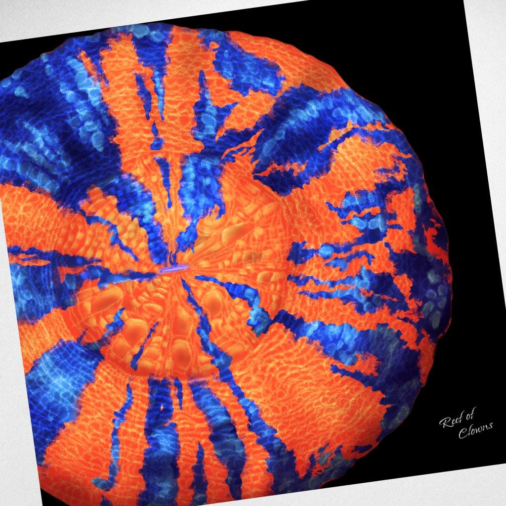 War Paint Scoly Coral