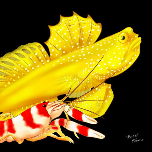 Watchman Goby and Pistol Shrimp