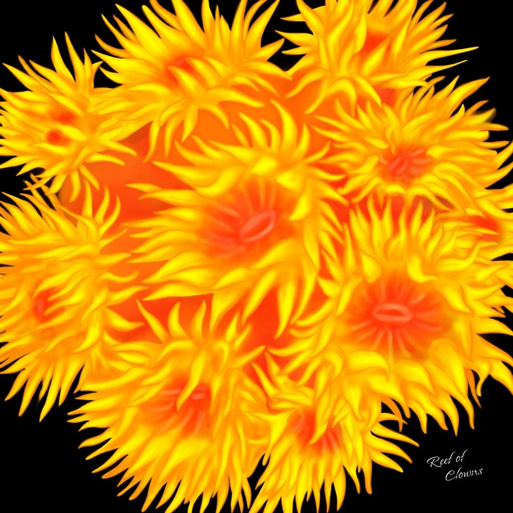 Sun Coral