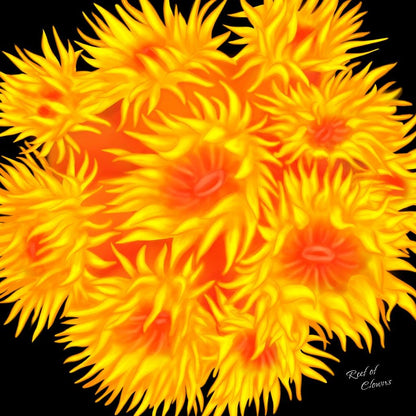 Sun Coral
