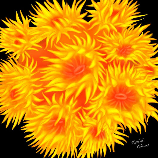 Sun Coral