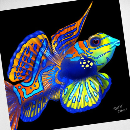 Mandarin Goby