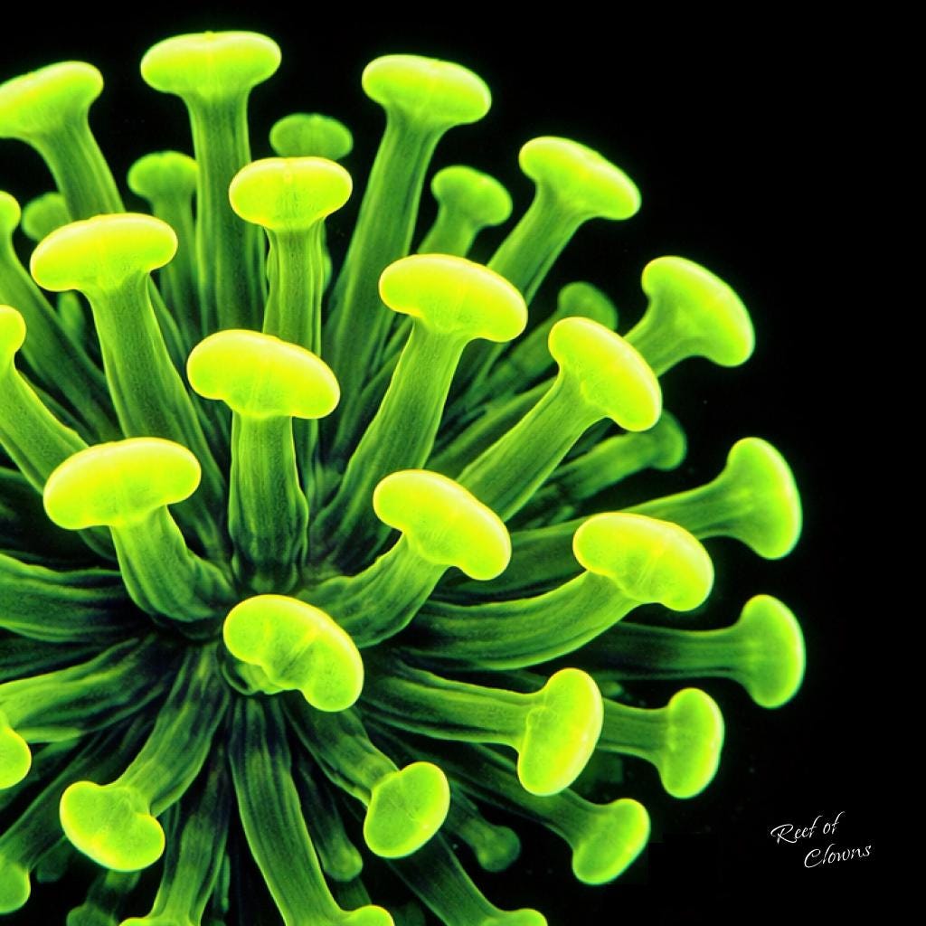 Neon Hammer Coral