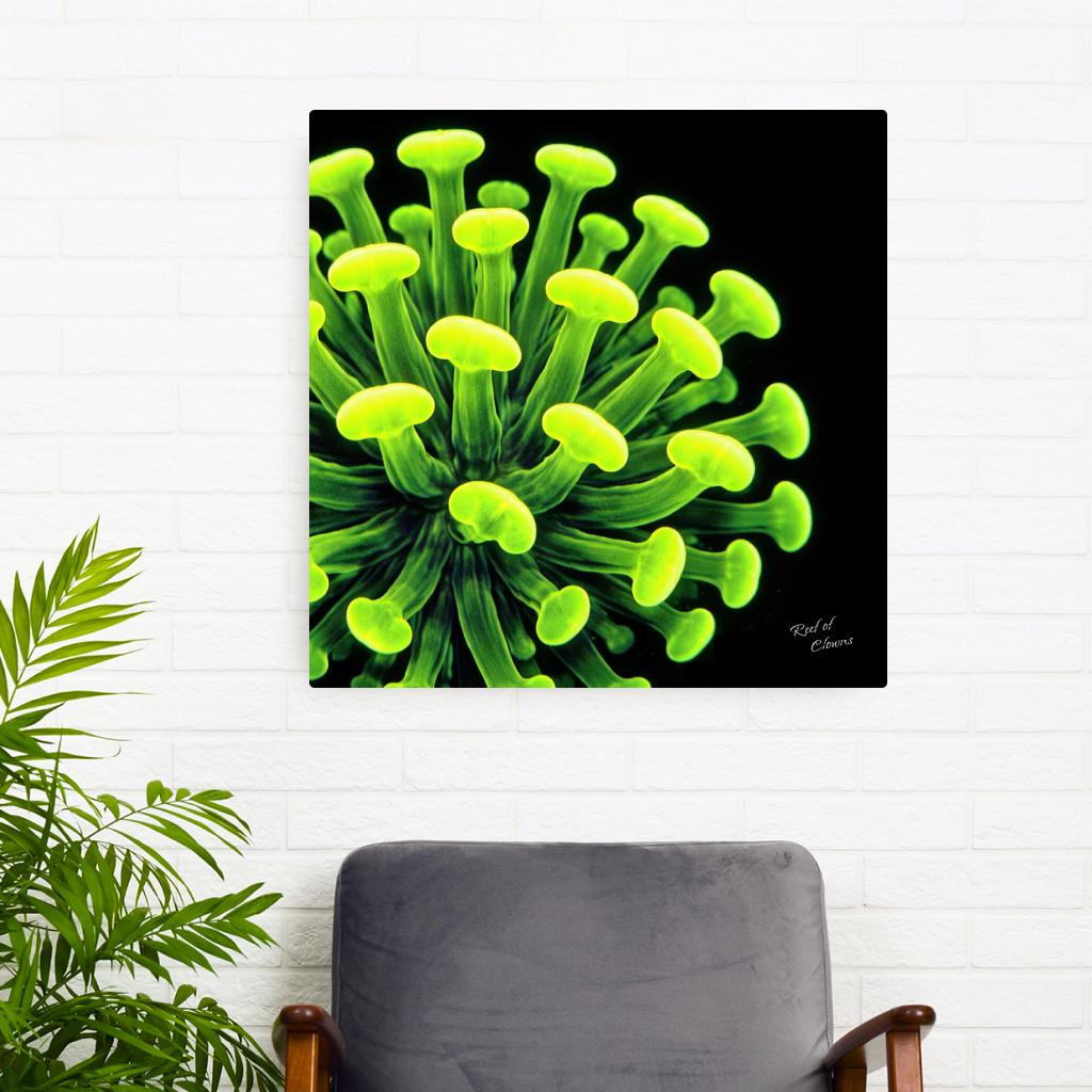 Neon Hammer Coral