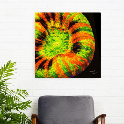 Scolymia Coral