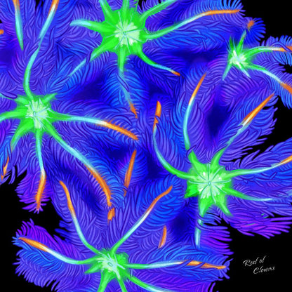 Cloves Coral