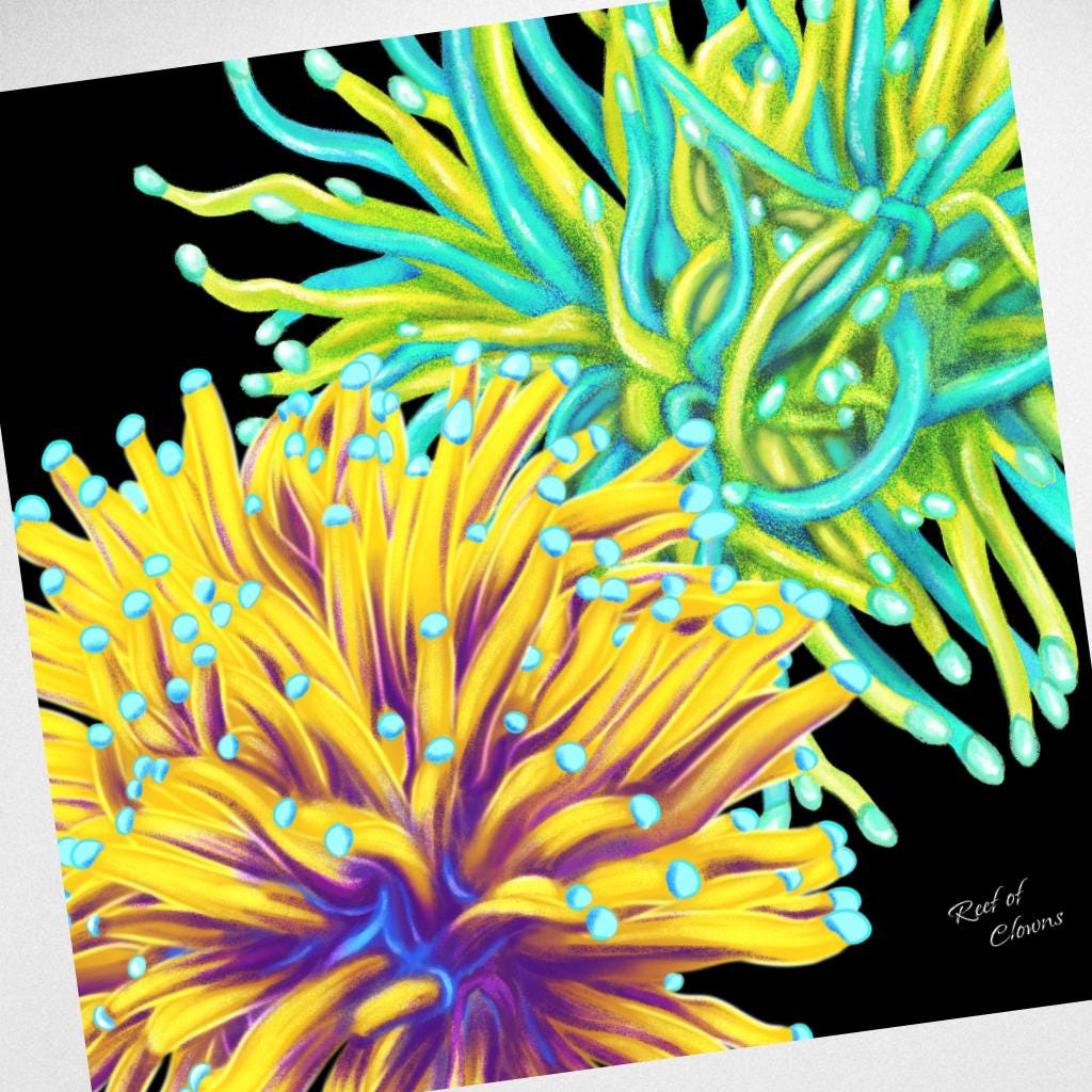 Torch Coral Garden