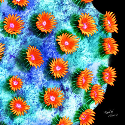 Meteor Shower Cyphastrea
