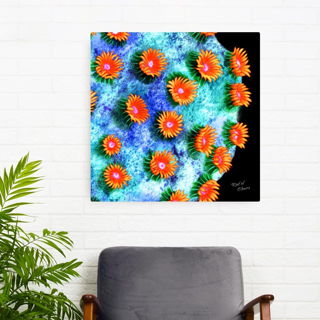 Meteor Shower Cyphastrea