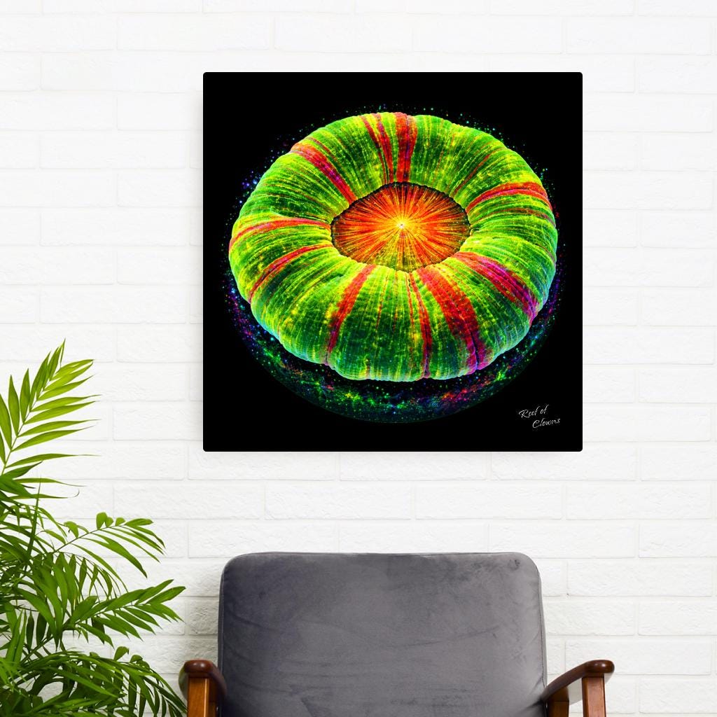 Bleeding Apple Scoly