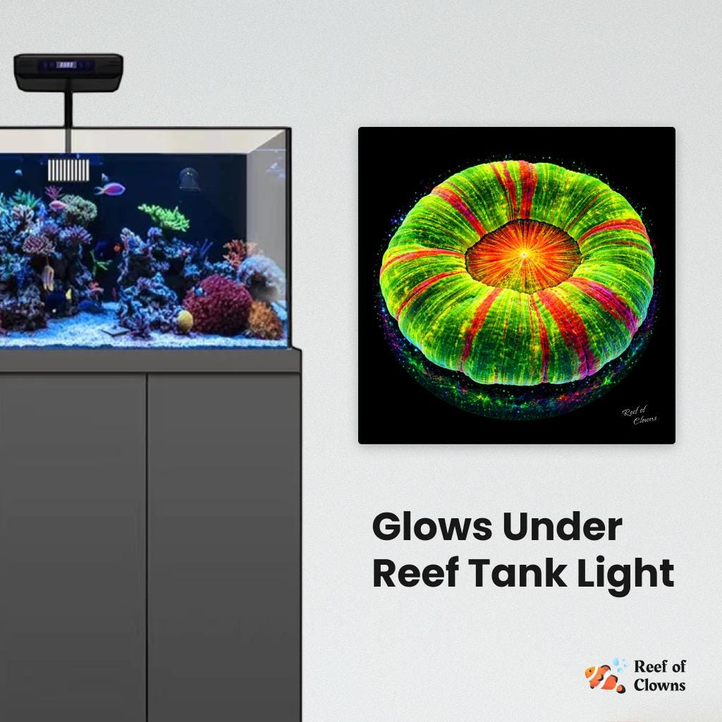 Bleeding Apple Scoly