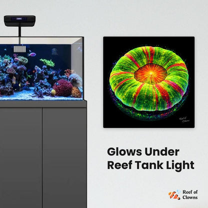 Bleeding Apple Scoly