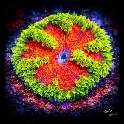 Rockflower Anemone