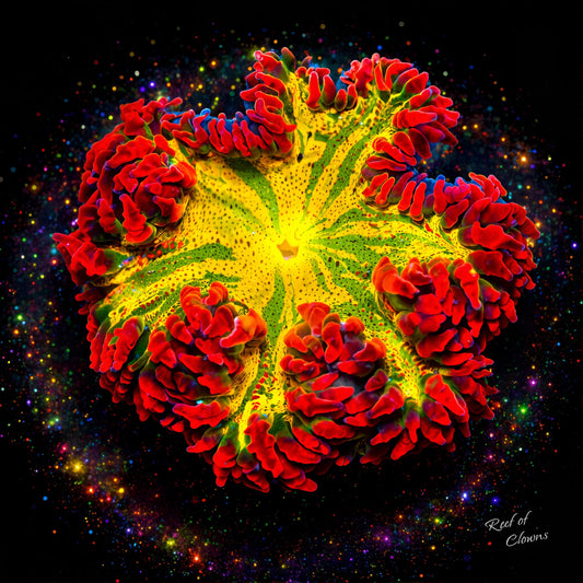 Red Rockflower Anemone