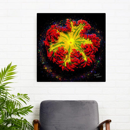 Red Rockflower Anemone