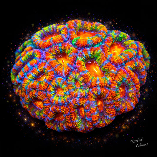 Rainbow Acan Coral