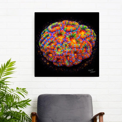 Rainbow Acan Coral