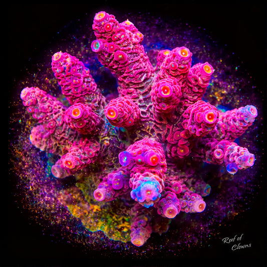PC Rainbow Acropora