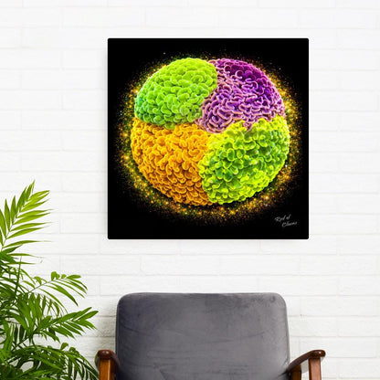 Hammer Coral Colony