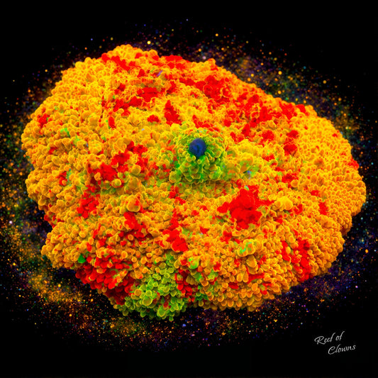 Jawbraker Mushroom Coral