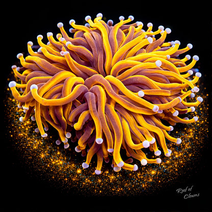 24K Gold Torch Coral