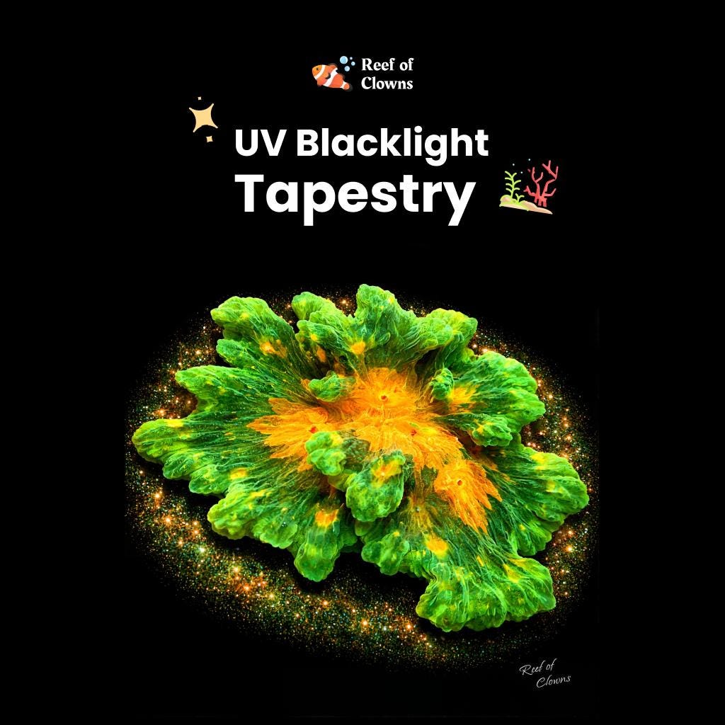 Space Invader Pectinia Coral