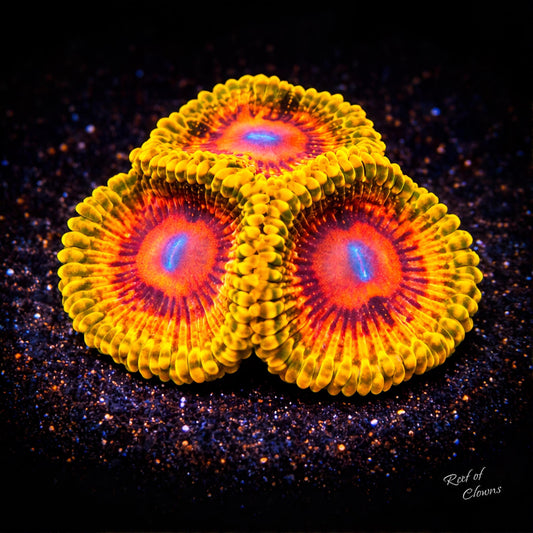 Grandmaster Kraktoa Zoanthid
