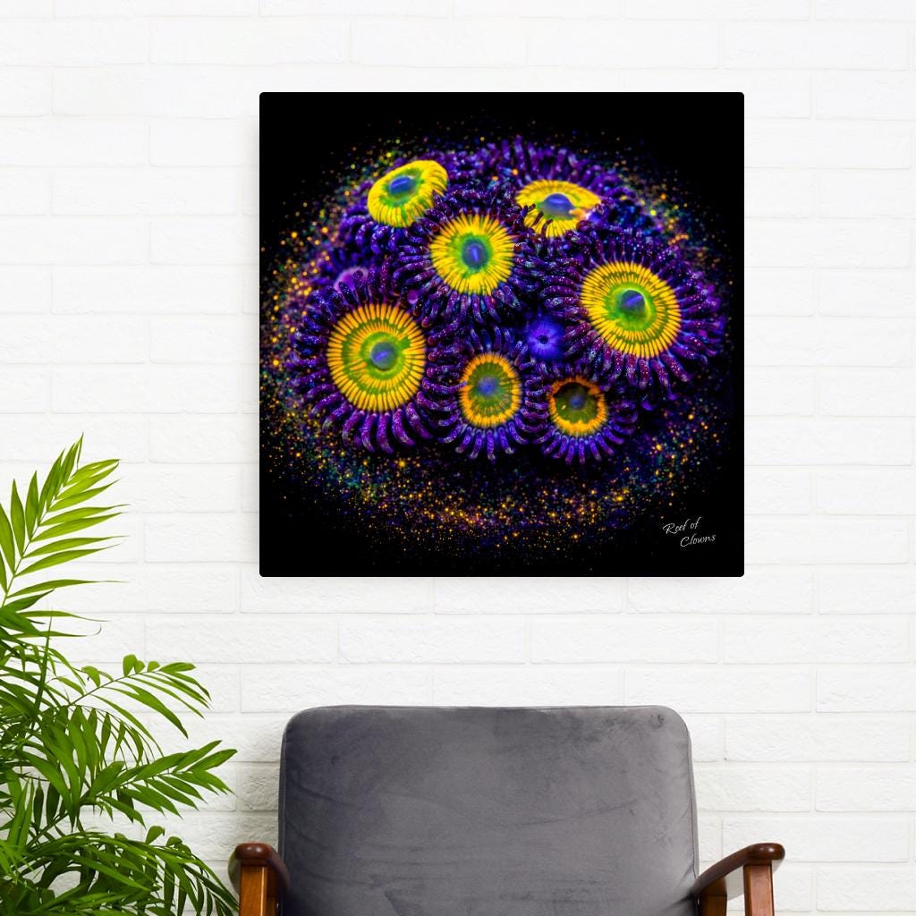 Sunny D Zoanthid Coral