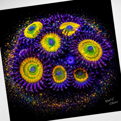 Sunny D Zoanthid Coral