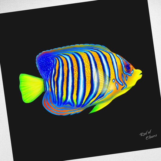 Regal Angelfish Canvas Wall Art