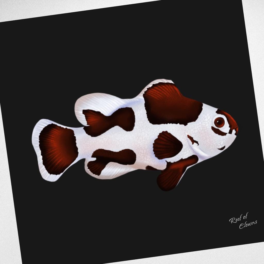 Mocha Storm Clownfish Canvas Wall Art