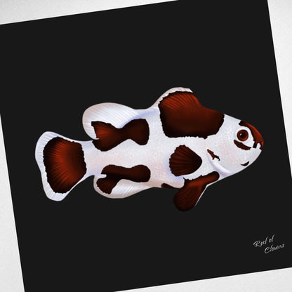 Mocha Storm Clownfish Canvas Wall Art