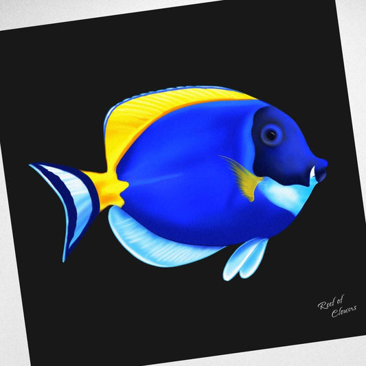 Powder Blue Tang Canvas Wall Art