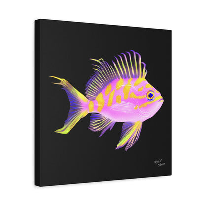 Borbonius Blotched Anthias Canvas Wall Art