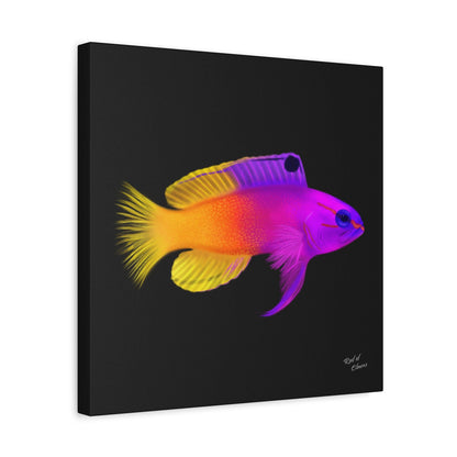 Royal Gramma Canvas Wall Art