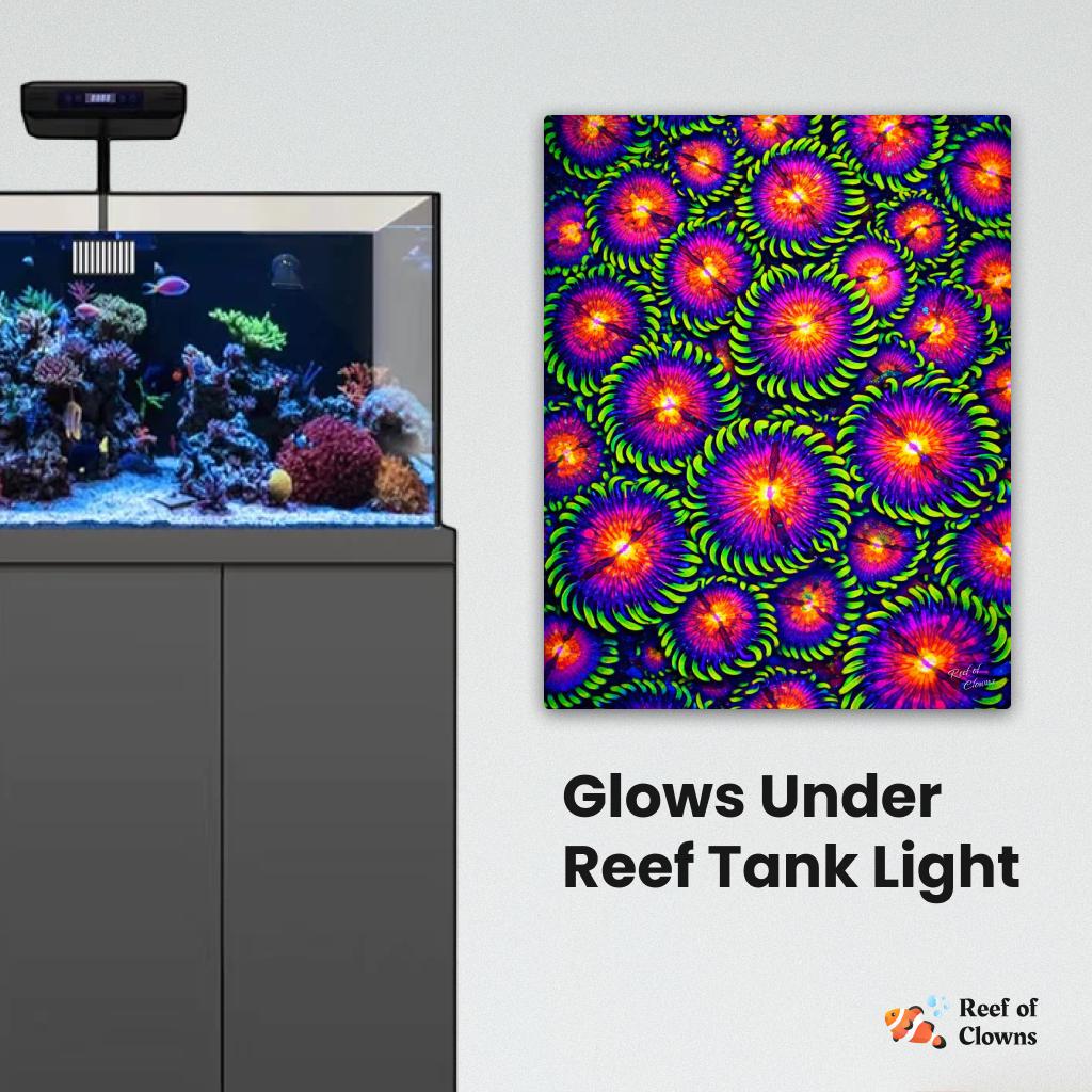 WWC Mambo Jambo Zoanthid