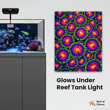 WWC Mambo Jambo Zoanthid