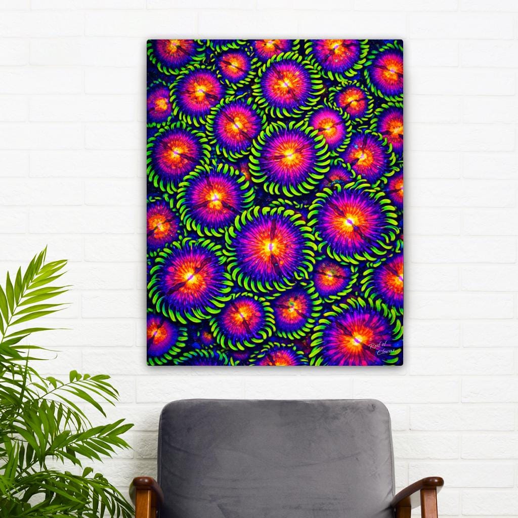 WWC Mambo Jambo Zoanthid