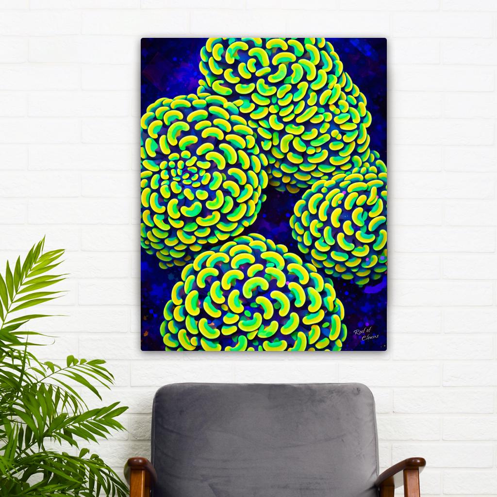 Hammer Coral Colony