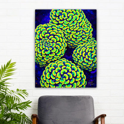 Hammer Coral Colony