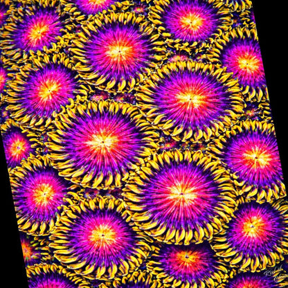 Vivid Nightmare Zoanthids