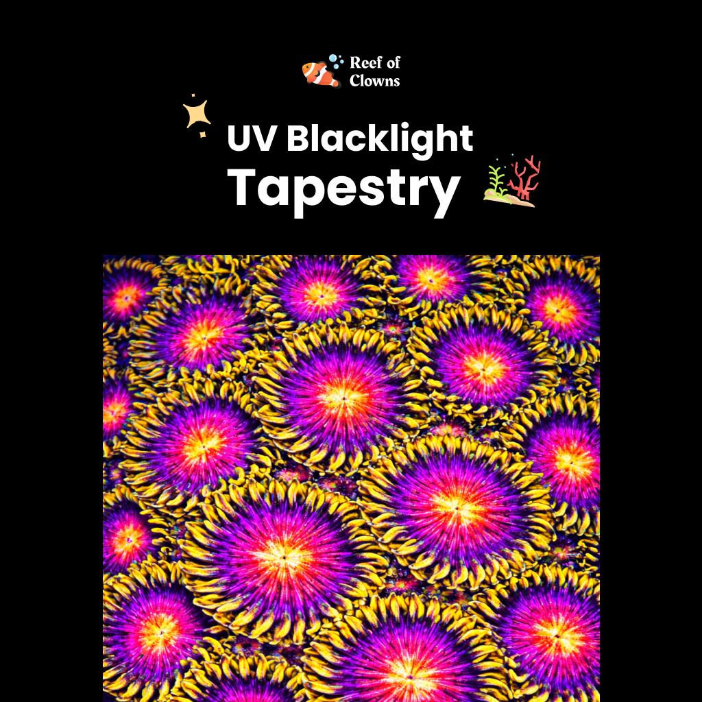 Vivid Nightmare Zoanthids