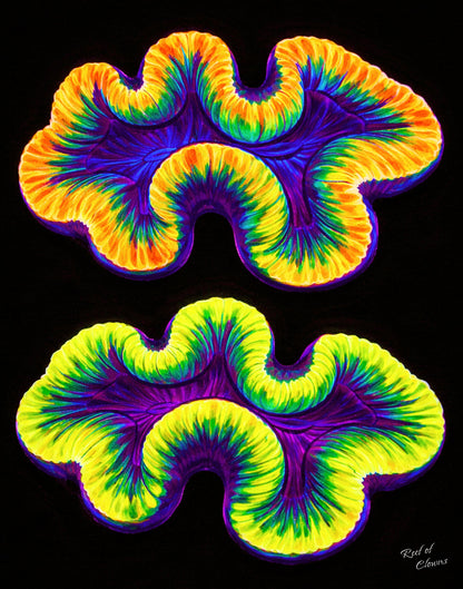 Two Trachyphilla Corals