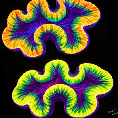 Two Trachyphilla Corals