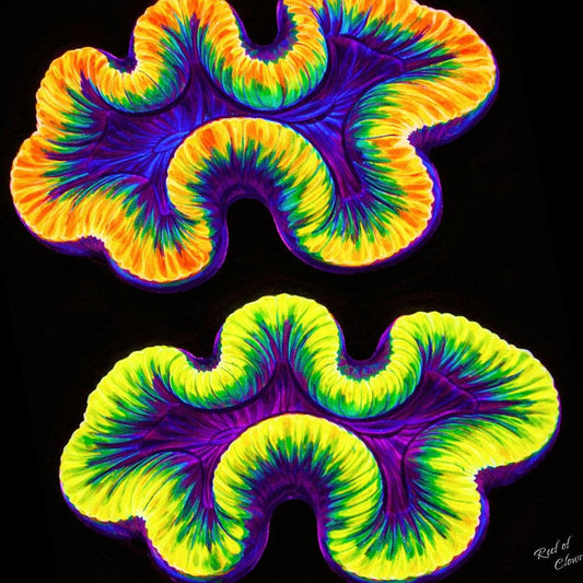 Two Trachyphilla Corals